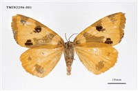 Accession Number:TMIN2296-001 Collection Image, Figure 2, Total 3 Figures